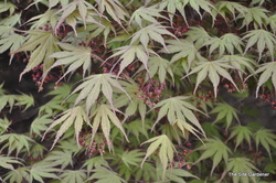 Acer palmatum 'Chitose Yama' — photo 3